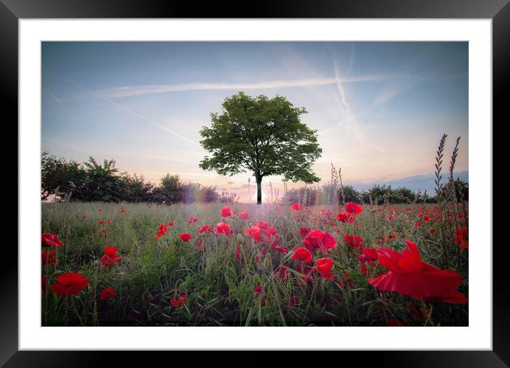 Sycamore Tree Amongst Poppies Framed Mounted Print by J Biggadike