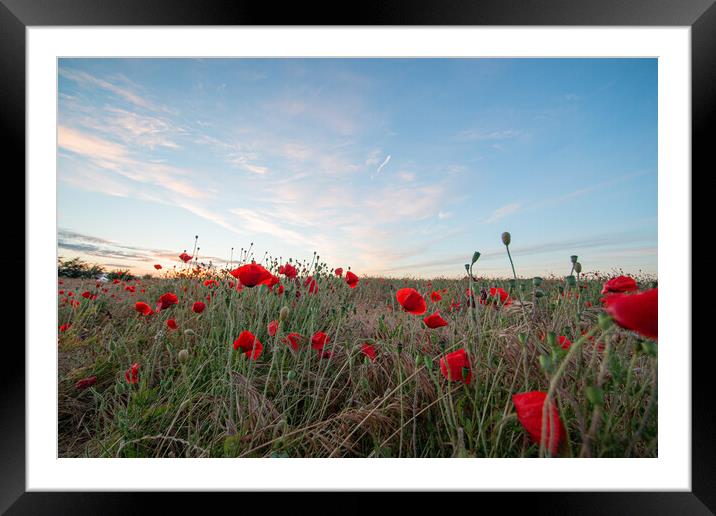Poppy Field Scenery Framed Mounted Print by J Biggadike