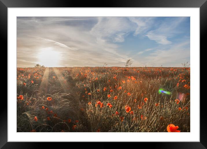 Poppy Sunset Framed Mounted Print by J Biggadike