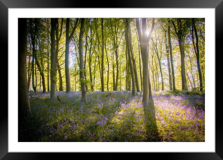 Bluebell Wood Shadow and Light Framed Mounted Print by J Biggadike