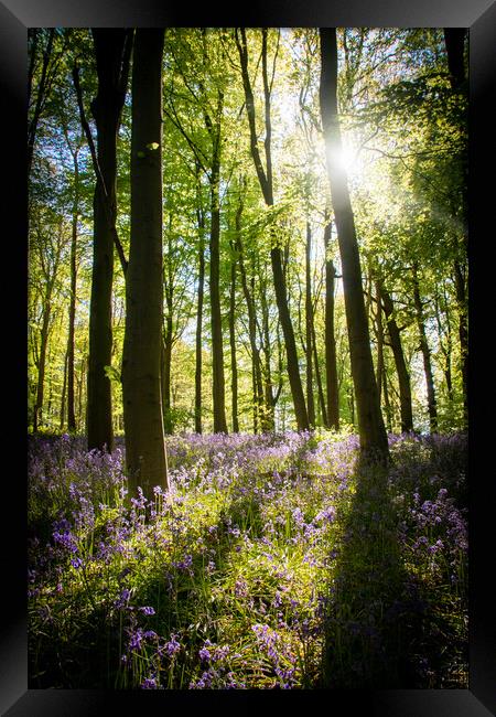 Bluebell Wood Light Rays Framed Print by J Biggadike