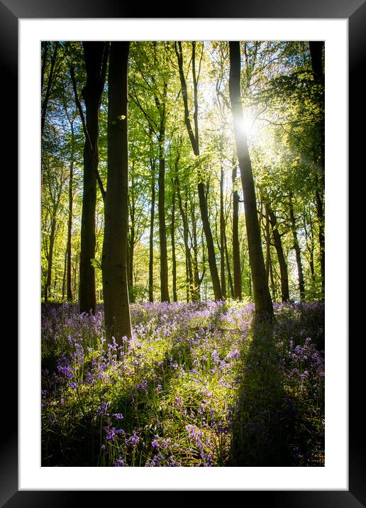 Bluebell Wood Light Rays Framed Mounted Print by J Biggadike