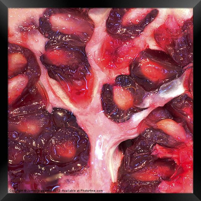 Pomegranate Tree Framed Print by J Biggadike