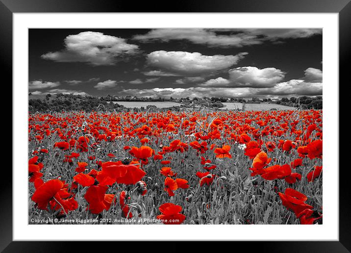 Crimson Poppies Framed Mounted Print by J Biggadike