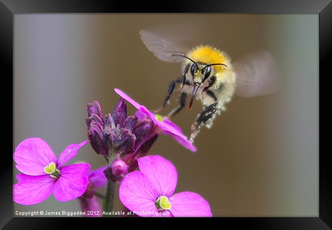 A Quick Drink - Bee In Flight Framed Print by J Biggadike