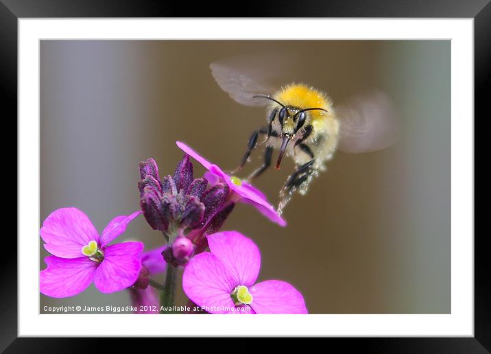 A Quick Drink - Bee In Flight Framed Mounted Print by J Biggadike