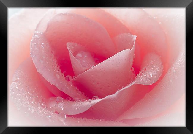 Watered Pink Rose Framed Print by J Biggadike