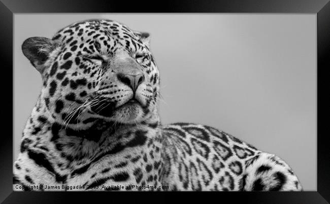 Jaguar Spirit Framed Print by J Biggadike