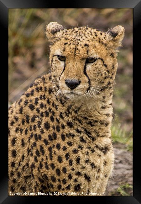 Cheetah Framed Print by J Biggadike