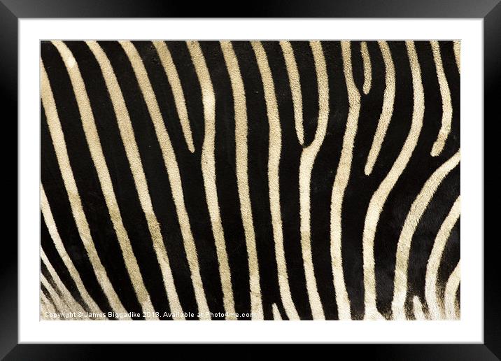 Zebra Stripes Framed Mounted Print by J Biggadike