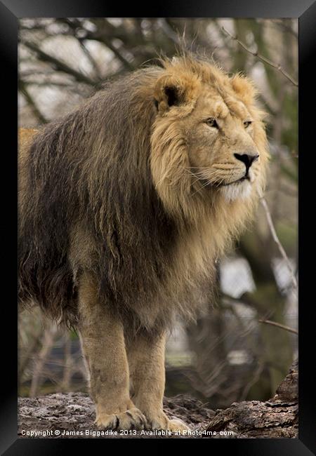 Lion Guard Framed Print by J Biggadike