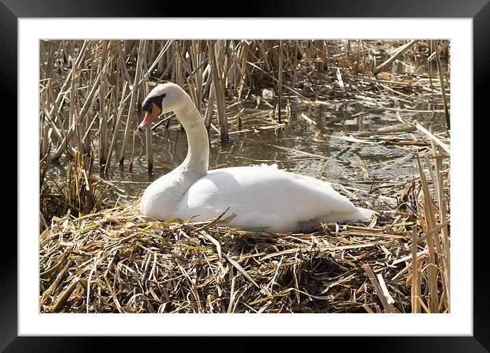 Nesting Swan Framed Mounted Print by J Biggadike