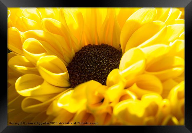 Yellow chrysanthemums Framed Print by J Biggadike