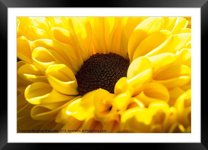 Yellow chrysanthemums Framed Mounted Print by J Biggadike