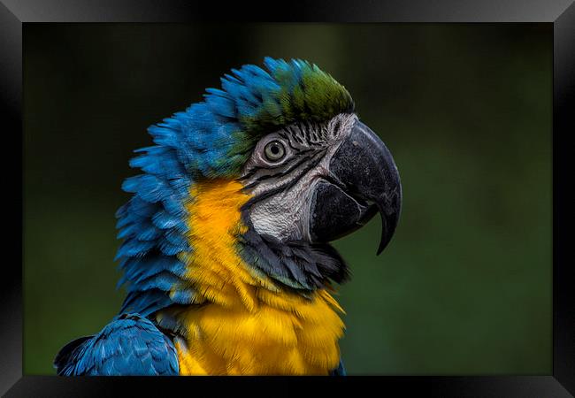 Blue And Yellow Macaw Framed Print by J Biggadike