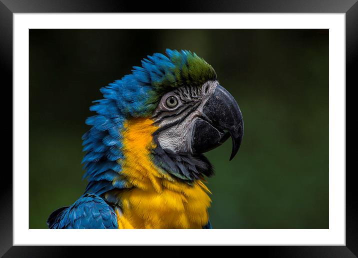Blue And Yellow Macaw Framed Mounted Print by J Biggadike