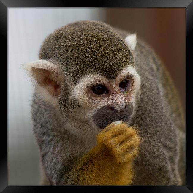 Squirrel Monkey Framed Print by J Biggadike