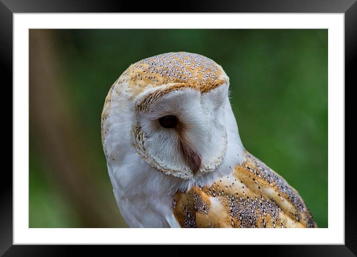 Barn Owl Framed Mounted Print by J Biggadike