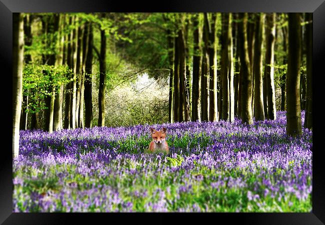 Fox and The Bluebells Framed Print by J Biggadike