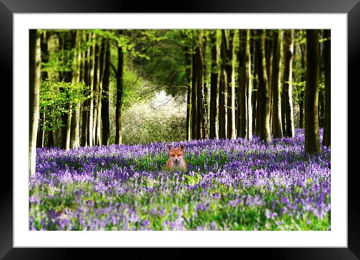 Fox and The Bluebells Framed Mounted Print by J Biggadike