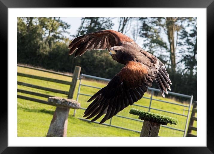 Harris Hawk Framed Mounted Print by J Biggadike