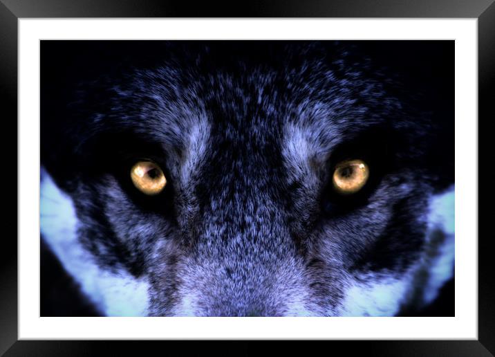 The Stare Framed Mounted Print by J Biggadike