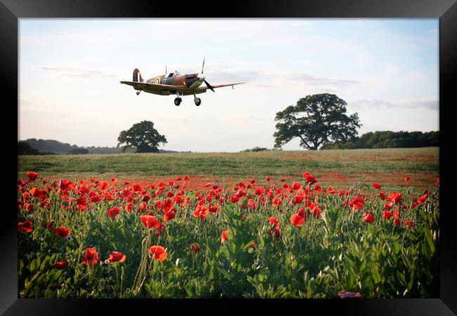 The Lone Fighter Framed Print by J Biggadike