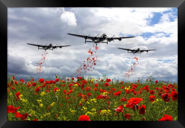 Lancaster Remembrance - Poppy Drop Framed Print by J Biggadike