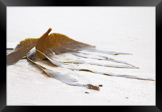 Washed-up Seaweed Framed Print by J Biggadike