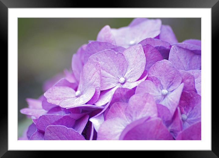 Pink Hydrangea Framed Mounted Print by J Biggadike