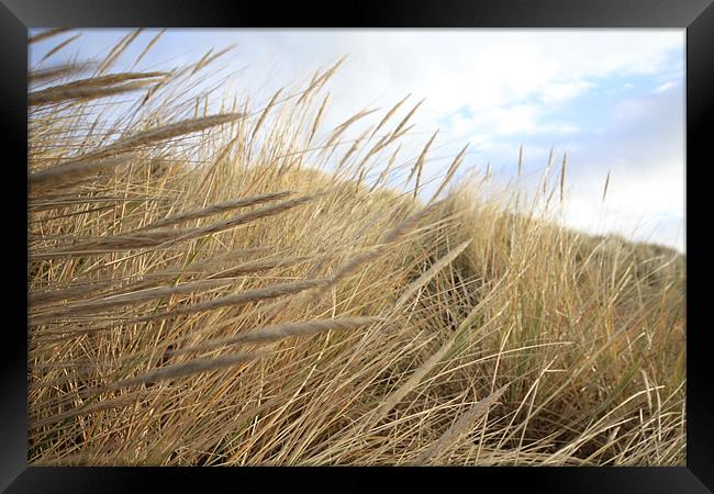 Grassy Dunes Framed Print by J Biggadike