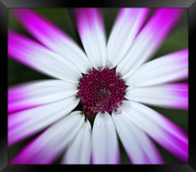 Magenta Flower Framed Print by J Biggadike