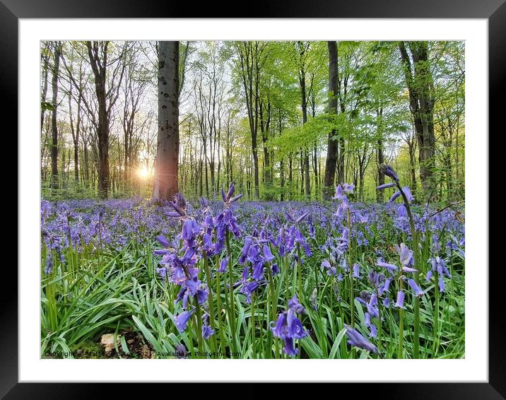 Bluebell wood Framed Mounted Print by Matthew Bates