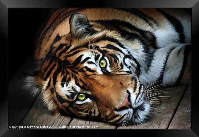 Sumatran Tiger Framed Print by Matthew Bates