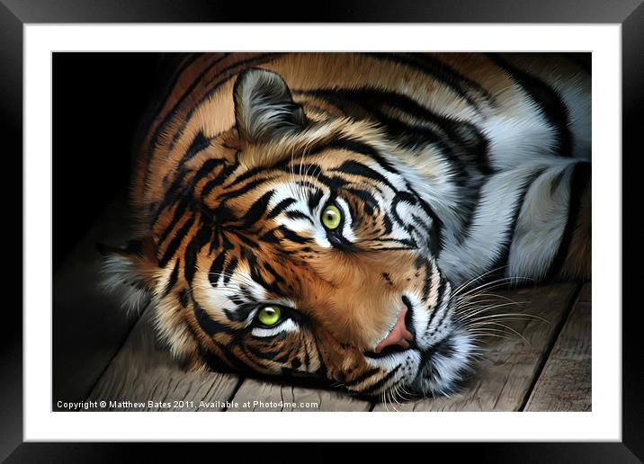 Sumatran Tiger Framed Mounted Print by Matthew Bates