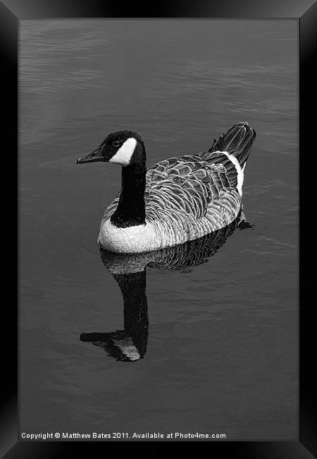 Canada Goose Framed Print by Matthew Bates