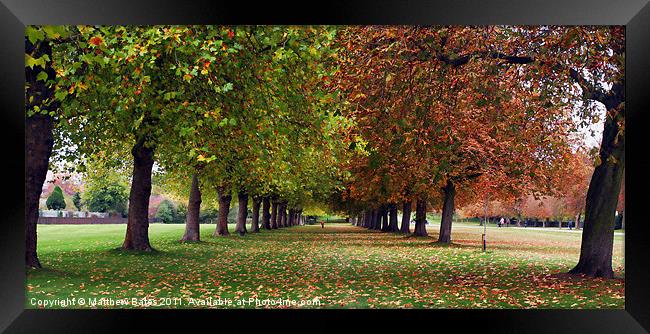 Great Windsor Park. Framed Print by Matthew Bates