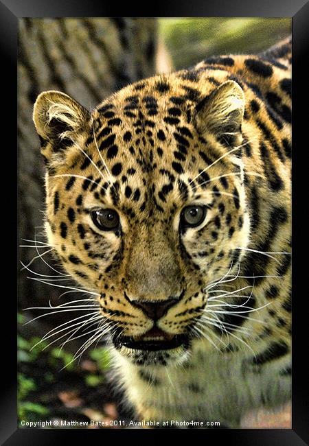 Amur Leopard Framed Print by Matthew Bates