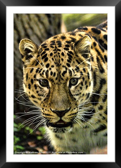 Amur Leopard Framed Mounted Print by Matthew Bates
