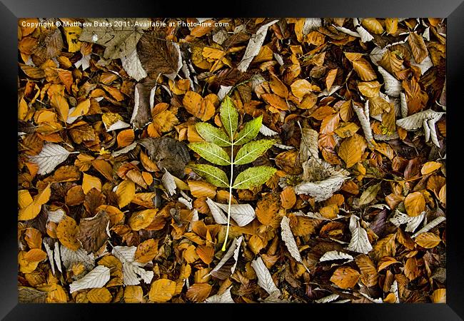 Autumn Leaves Framed Print by Matthew Bates