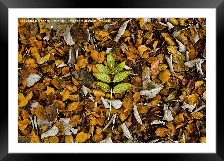 Autumn Leaves Framed Mounted Print by Matthew Bates