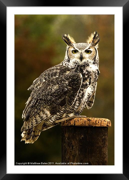 Long Eared Owl. Framed Mounted Print by Matthew Bates
