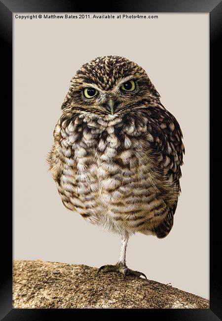 Little Owl (Athene Noctua) Framed Print by Matthew Bates