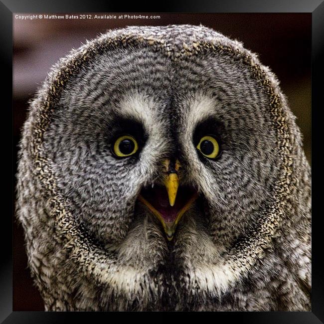 Great Grey Owl Framed Print by Matthew Bates