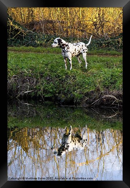 Dalmation Framed Print by Matthew Bates