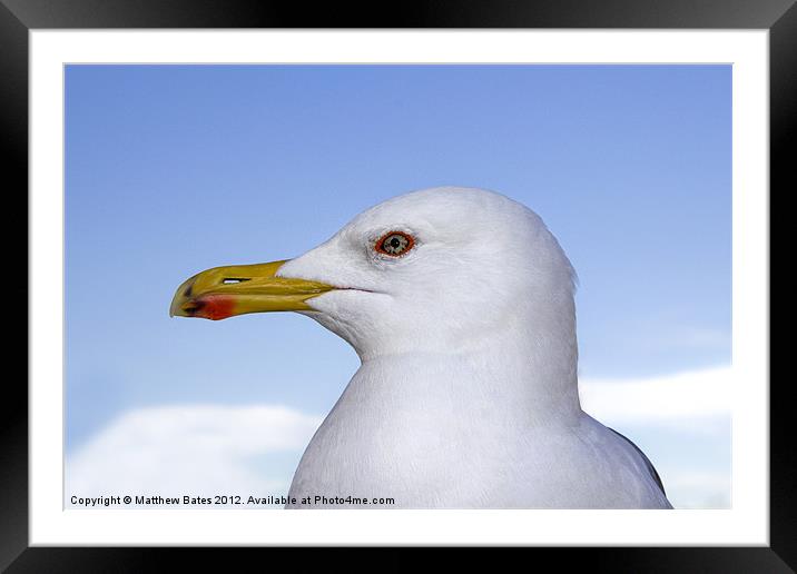 Seagull Portrait Framed Mounted Print by Matthew Bates