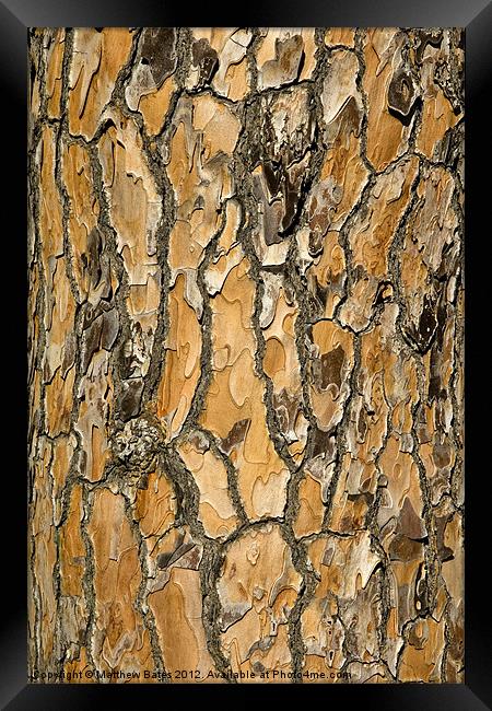 Pine Textures Framed Print by Matthew Bates