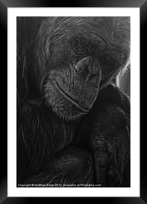 Thoughtful Ape Framed Mounted Print by Matthew Bates