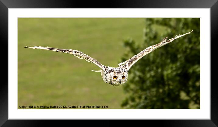 Eagle Owl. Framed Mounted Print by Matthew Bates