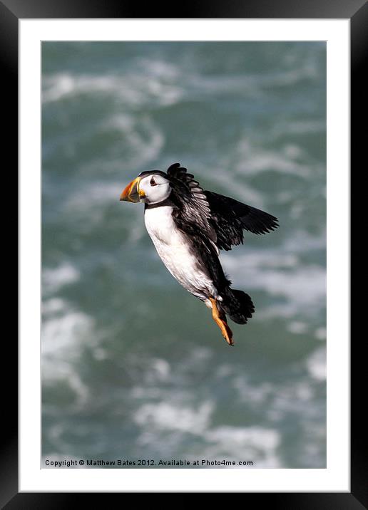 Puffin in Flight Framed Mounted Print by Matthew Bates